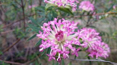Pimelea rosea, photographed by Helium Luo