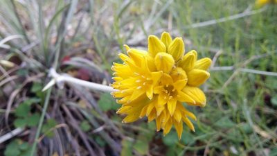 Conostylis candicans, photographed by Helium Luo