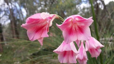 Gladiolus caryophyllaceus, photographed by Helium Luo