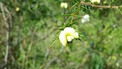 Gompholobium tomentosum, photographed by Helium Luo