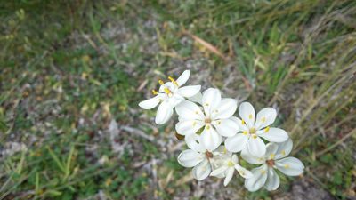 Burchardia congesta, photographed by Helium Luo