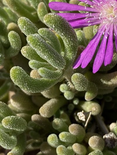 Drosanthemum archeri, photographed by Dave U
