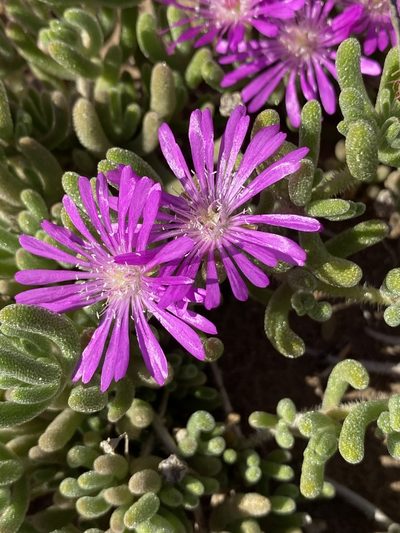 Drosanthemum archeri, photographed by Dave U