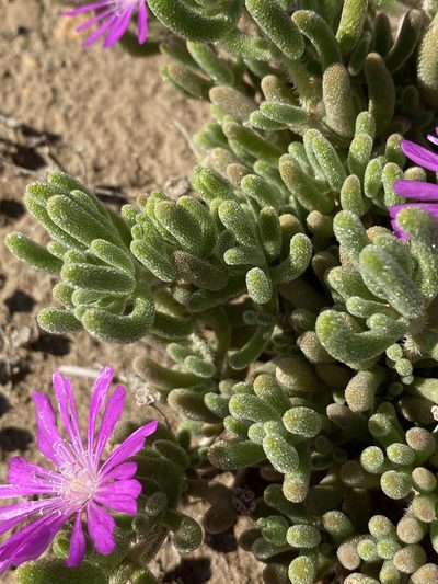 Drosanthemum archeri, photographed by Dave U