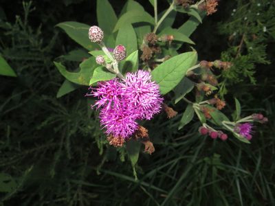 Vernonia missurica, photographed by Barbara Banfield