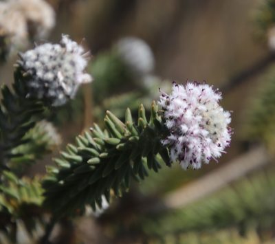 Kogelbergia verticillata, photographed by Tony Rebelo