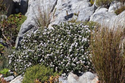 Kogelbergia verticillata, photographed by Tony Rebelo