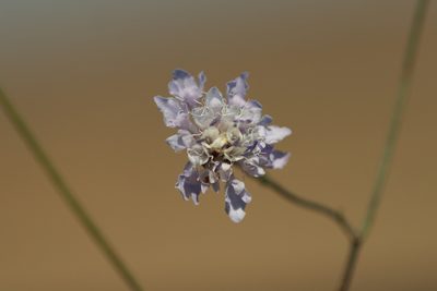 Cephalaria transsylvanica, photographed by Вячеслав Юсупов