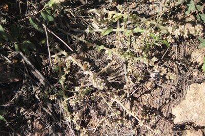 Sedum ebracteatum, photographed by José Belem Hernández Díaz