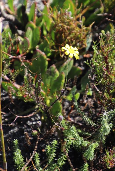 Othonna multicaulis, photographed by Tony Rebelo