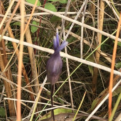 Gentianopsis virgata, photographed by Summit Metro Parks