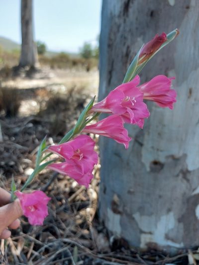 Gladiolus caryophyllaceus, photographed by Jacques van der Merwe