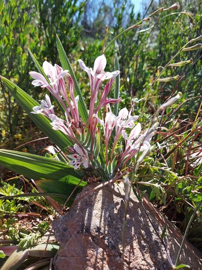 Babiana tubulosa, photographed by Jacques van der Merwe