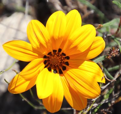 Gazania ciliaris, photographed by Tony Rebelo