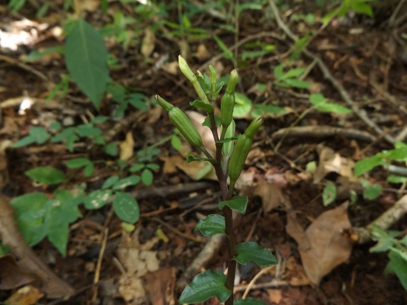 Triphora yucatanensis, photographed by Dante S. Figueroa