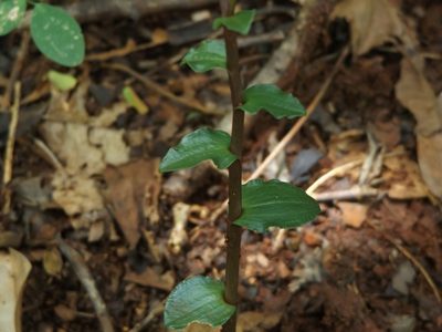 Triphora yucatanensis, photographed by Dante S. Figueroa