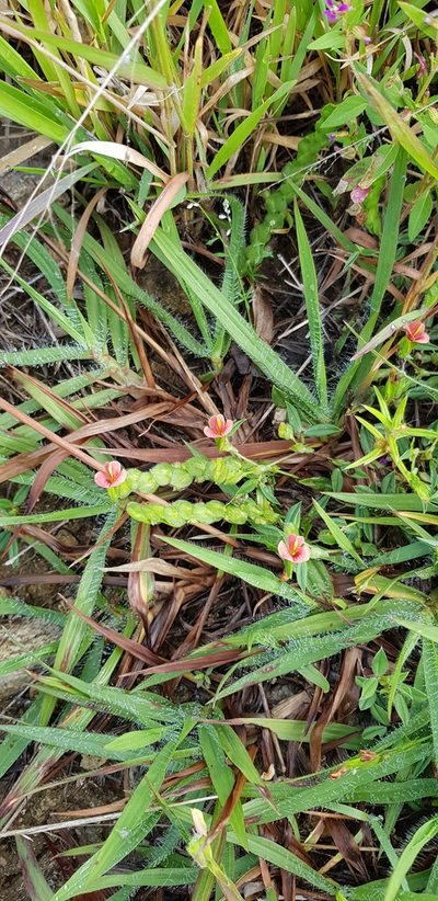 Zornia thymifolia, photographed by Eugenio Padilla