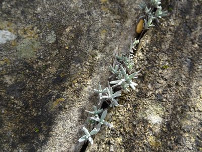 Lavandula angustifolia, photographed by Robert H. Wardell