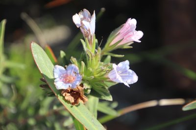 Lobostemon curvifolius, photographed by Tony Rebelo