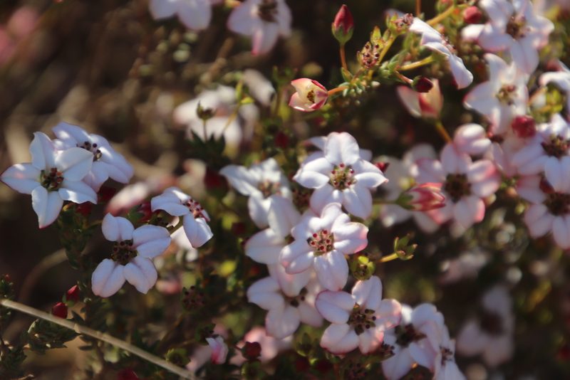 Adenandra multiflora, photographed by Tony Rebelo