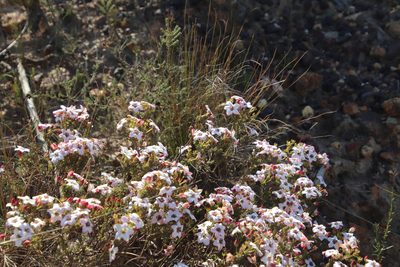 Adenandra multiflora, photographed by Tony Rebelo