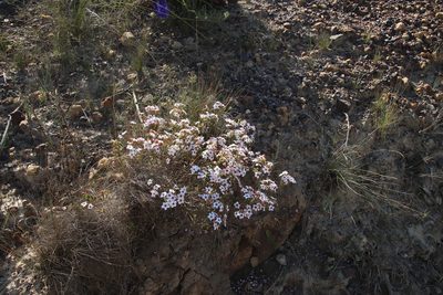 Adenandra multiflora, photographed by Tony Rebelo