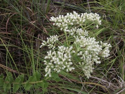 Eupatorium rotundifolium, photographed by Daniel Estabrooks