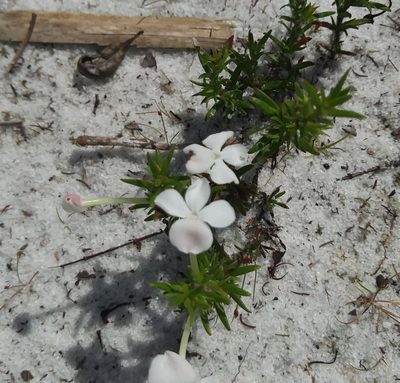 Gratiola hispida, photographed by Daniel Estabrooks