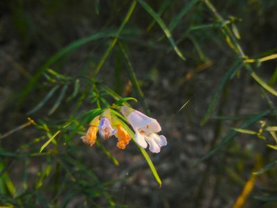 Prostanthera linearis, photographed by Kiri Bee