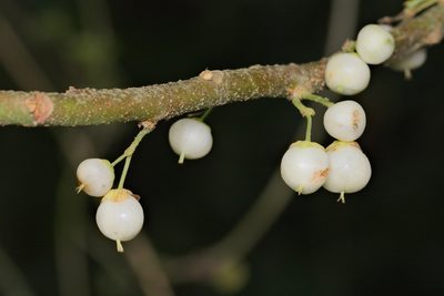 Saurauia tristyla, photographed by portioid