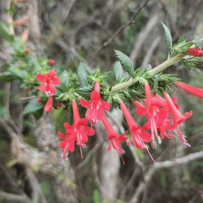 Loeselia mexicana, photographed by Juan Carlos Fonseca Mata
