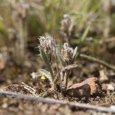 Plantago bellardii, photographed by Kym Nicolson