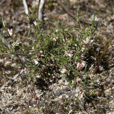 Laxmannia orientalis, photographed by Kym Nicolson