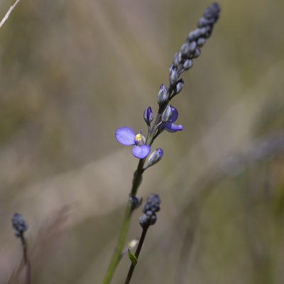 Comesperma calymega, photographed by Kym Nicolson