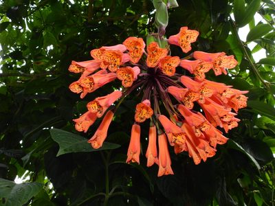 Bomarea multiflora, photographed by Cristian Antonio Calderón López