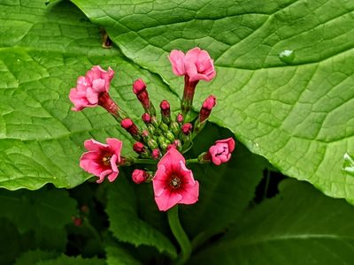 Primula japonica, photographed by Steve DeGrace