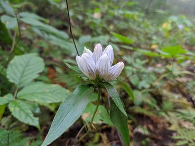 Gentiana decora, photographed by Some Luser