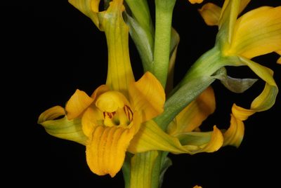 Chloraea alpina, photographed by aacocucci