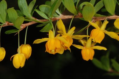 Berberis montana, photographed by aacocucci