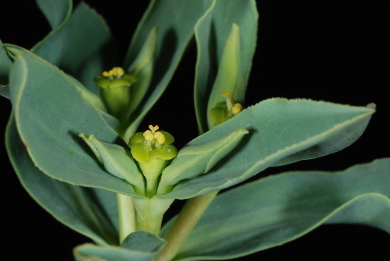Euphorbia collina, photographed by aacocucci