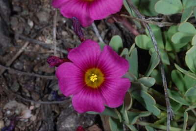 Oxalis squamata, photographed by aacocucci