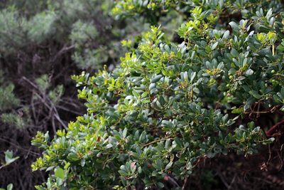Arctostaphylos insularis, photographed by Steve Matson