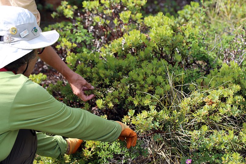 Arctostaphylos klamathensis, photographed by Steve Matson