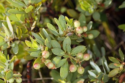 Arctostaphylos klamathensis, photographed by Steve Matson