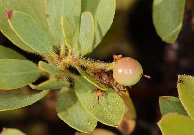 Arctostaphylos klamathensis, photographed by Steve Matson