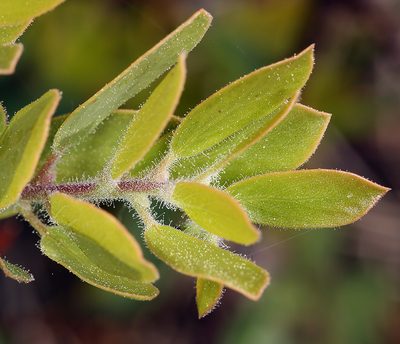 Arctostaphylos klamathensis, photographed by Steve Matson