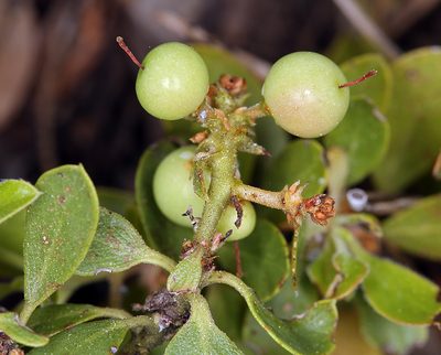 Arctostaphylos klamathensis, photographed by Steve Matson