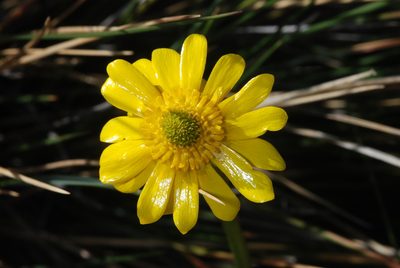 Ranunculus peduncularis, photographed by aacocucci