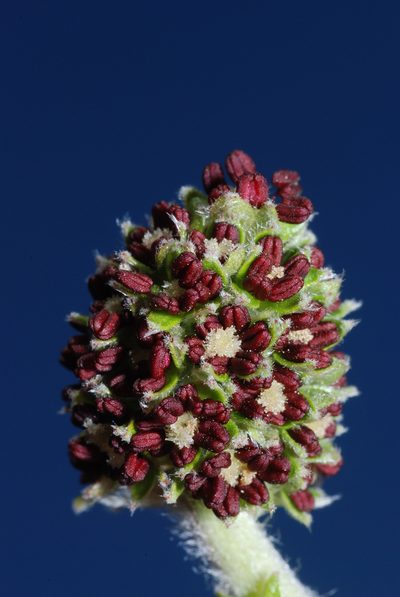 Acaena splendens, photographed by aacocucci