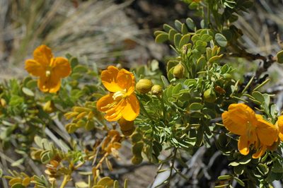 Senna arnottiana, photographed by aacocucci